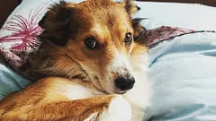 How to tell if your dog doesn't trust you: three habits you mistake for obedience