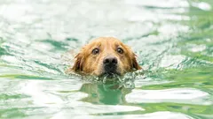 Which dog breeds are naturally unable to swim, and can they be taught to do so?