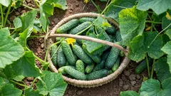 The best cucumber varieties for the next season have been announced: they bear abundant fruit and are resistant to cold and heat.