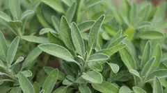 Aromatic plants: why sage should never be placed closer than one meter from rosemary