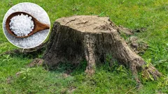No trace of the stump will remain in the garden. A proven method for gardeners.