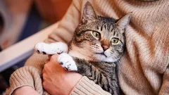 When cats grow old and how their age differs from that of dogs